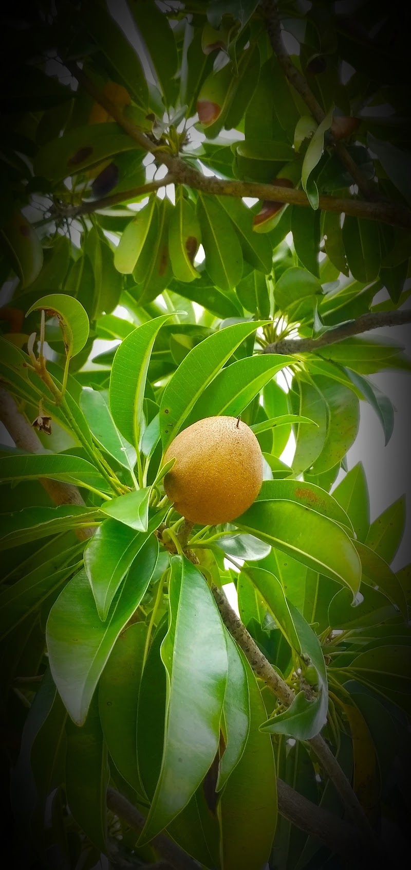 Pangri - Pangri, Maharashtra 413404, India