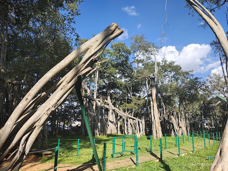 Big Banyan Tree - Big Banyan Tree, 2087, 24th Main Rd, Vanganahalli, 1st Sector, HSR Layout, Bengaluru, Karnataka 560102, India