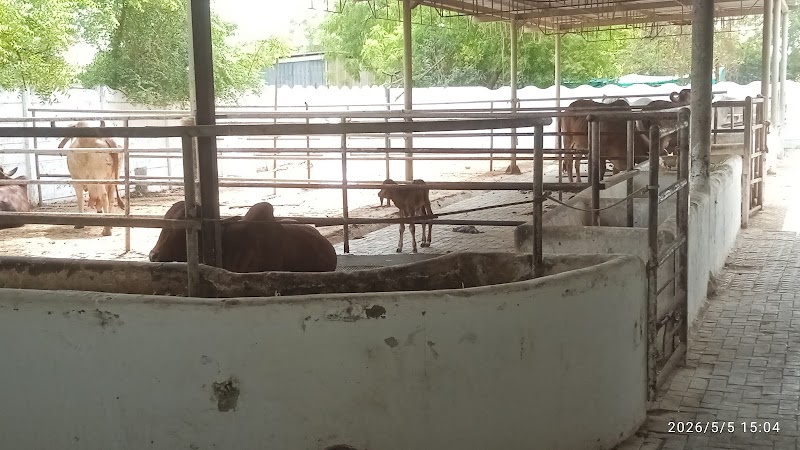 Bansi Gir Gaushala - Bansi Gir Gaushala Bansi Gir Gaushala Behind metro whole sale mall S.P. Ring Road, Shantipura Cir, Ahmedabad, Gujarat 382210, India