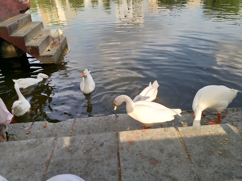 Naini Lake - Naini Lake, Block A 2, Model Town Phase I, Model Town, New Delhi, Delhi, 110033, India