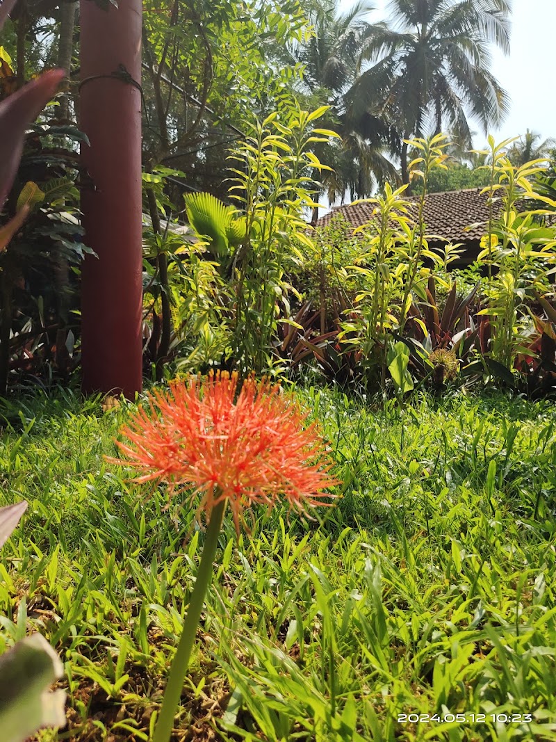 South Anjuna Beach - South Anjuna Beach, HPCR+3W2, Monteiro Vaddo, Anjuna, Goa 403509, India