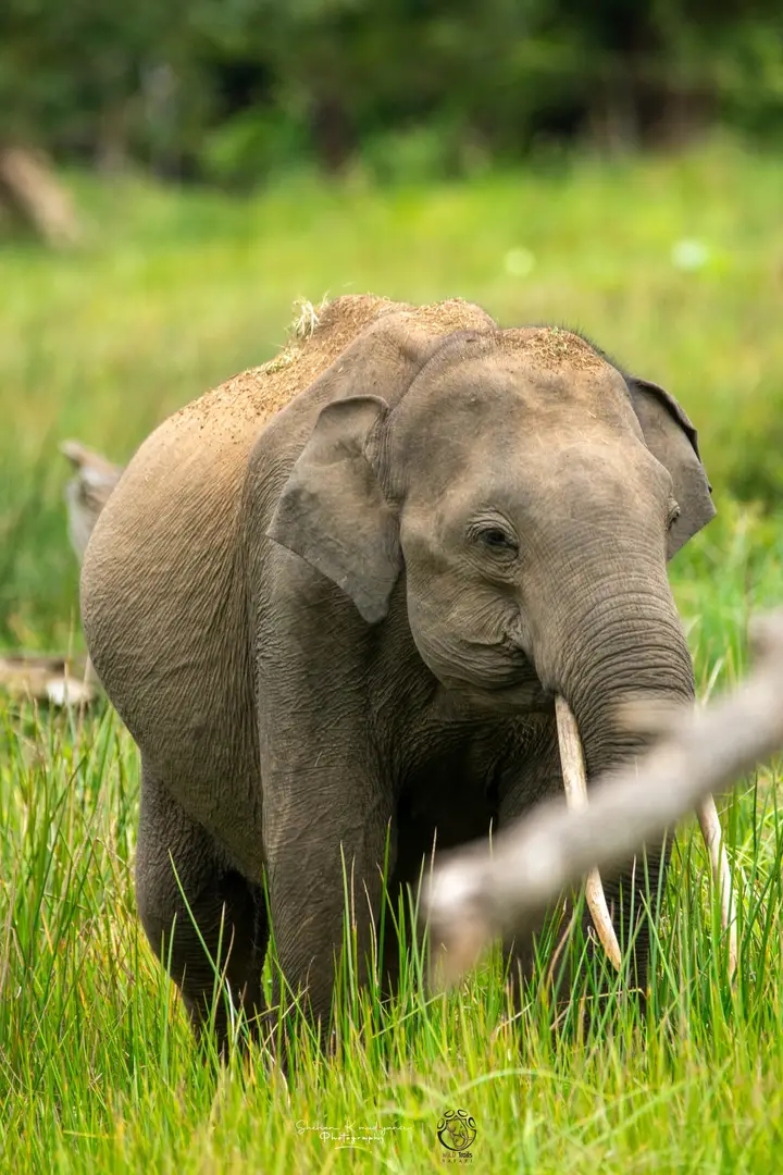 Yala Safari - Ceylon Wild - Yala Safari - Ceylon Wild, Yodhakandiya, Tissamaharama 82600, Sri Lanka