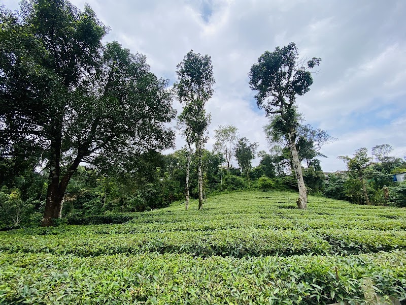 Serene Slopes - Serene Slopes PVGH+M6F, Vagamon, Kerala 685503, India