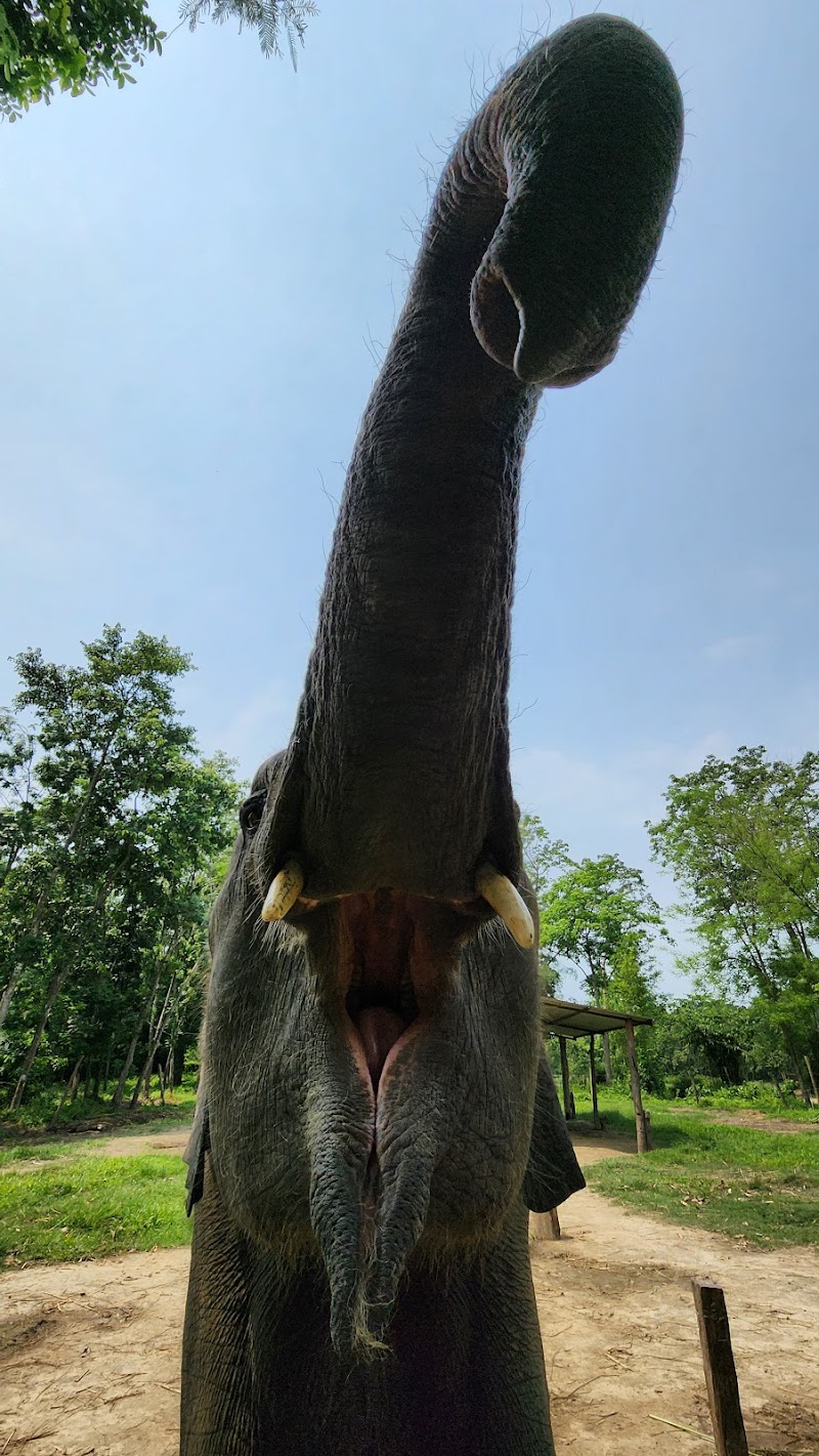 Elephant Care Nepal - Elephant Care Nepal Baadreni Road, Ratnanagar 44200, Nepal