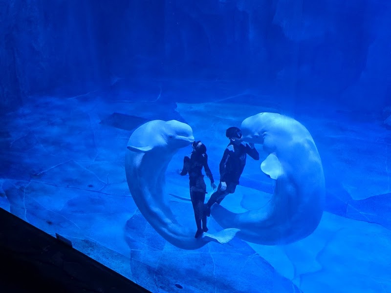 Shenzhen Sea World Sharks Hall - Shenzhen Sea World Sharks Hall China, Guang Dong Sheng, Shen Zhen Shi, Yan Tian Qu, S30惠深沿海高速入口J83H+V62 邮政编码: 518083