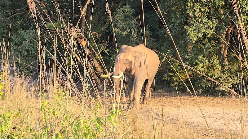Jim Corbett Jungle Safari JCJS | Jeep Safari - Jim Corbett Jungle Safari JCJS | Jeep Safari Ramnagar Uttrakhand Dhikuli, Ramnagar, Garjiya, Uttarakhand 244715, India