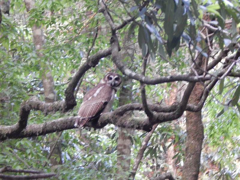 Kilbury and Pangot Wildlife and Bird Sanctuary - Kilbury and Pangot Wildlife and Bird Sanctuary CC9W+8JC, Pangoot, Naina Range, Uttarakhand 263132, India