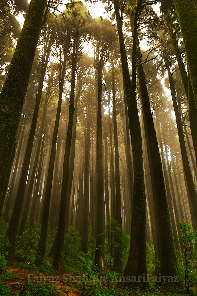 Pine forest - Pine forest 257X+45R, Sukhia Pokhri Road, Lepcha Jagat, Ghoom Pahar Forest, West Bengal 734221, India