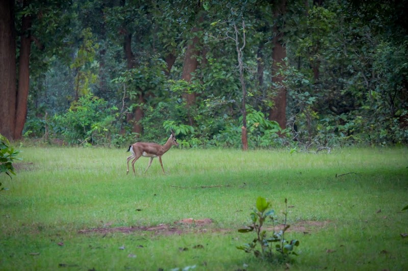 PANNA NATIONAL PARK SAFARI - PANNA NATIONAL PARK SAFARI, near Payal hotel, Sevagram, Khajuraho, Madhya Pradesh 471606, India