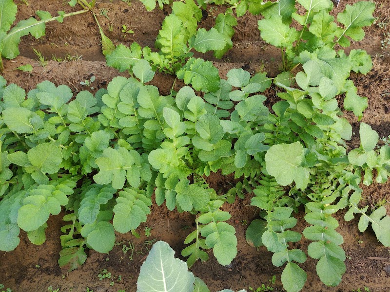 The Good Community Farm - The Good Community Farm Chowk, Gurgaon - Farukhnagar Rd, Budhera, Chandu, Gurugram, Haryana 122505, India