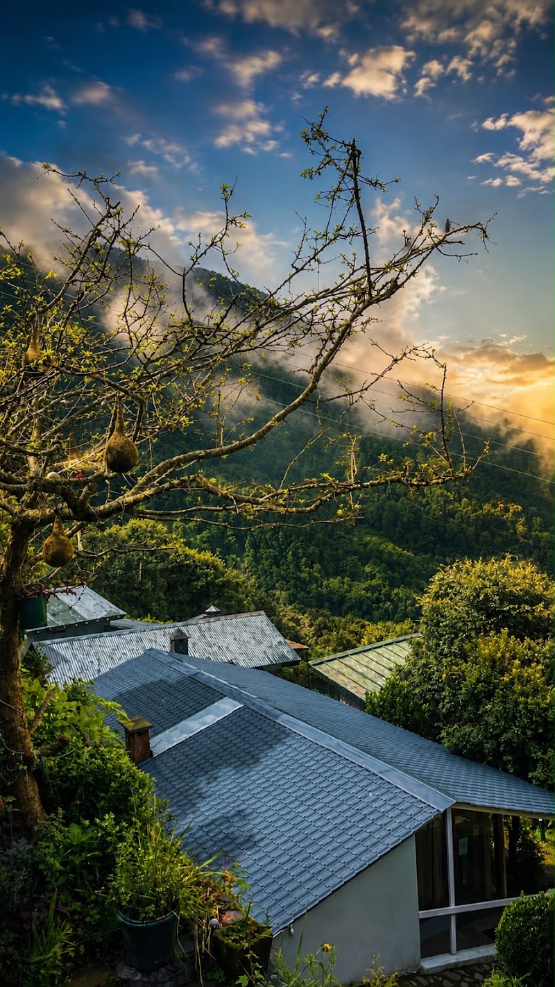 The Nest Cottages - The Nest Cottages, Pangot, Kilbury Rd, Nainital, Pangoot, Uttarakhand 263001, India