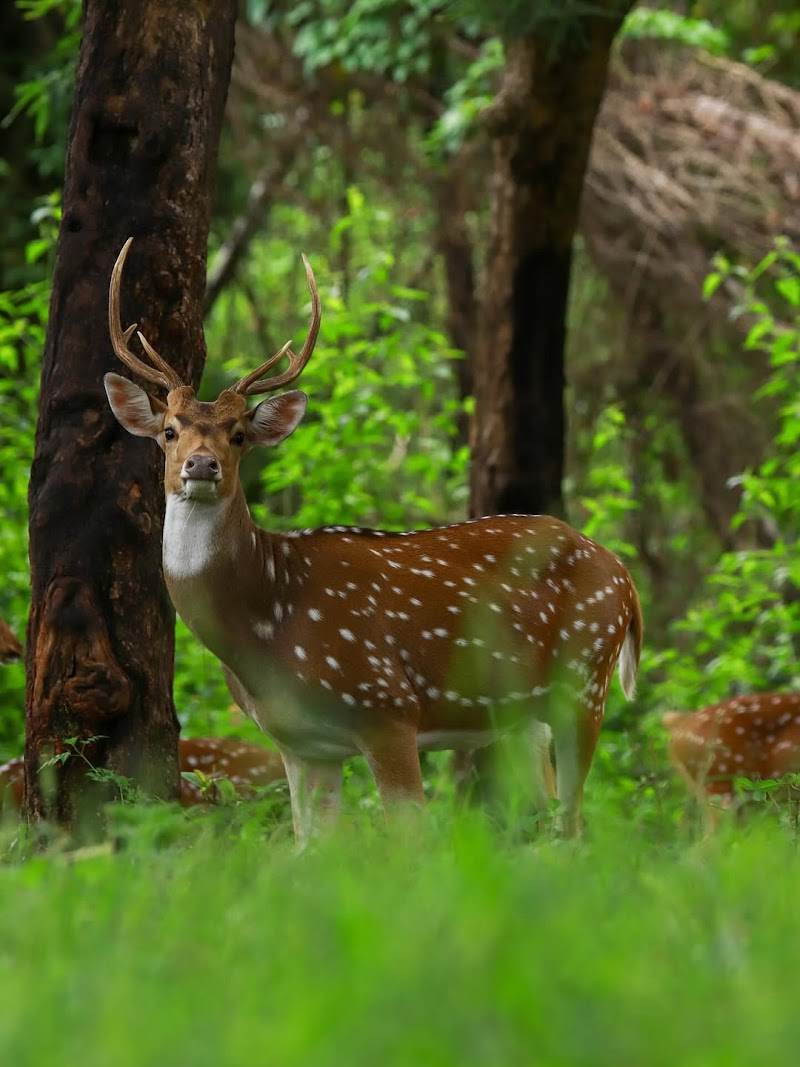 Kabini National Park - Kabini National Park Nissana Beltur, HD Kote, 2774+RQ3 Nagarahole Tiger Reserve, Taluk, Karapura, Antharasanthe, Karnataka 571114, India