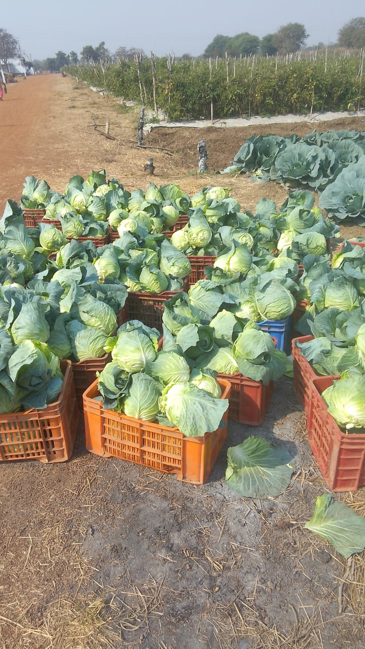 CHR Farms & Safe Farm - CHR Farms & Safe Farm, Changori, Chhattisgarh 491111, India