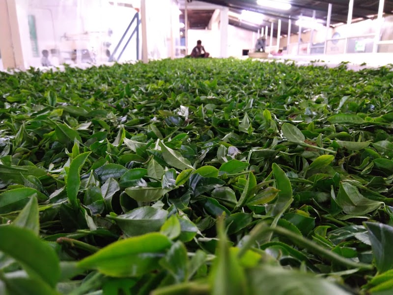 Tea Garden - Tea Garden, 6856+Q3W, Narghota Road, Dharamshala, Himachal Pradesh 176217, India