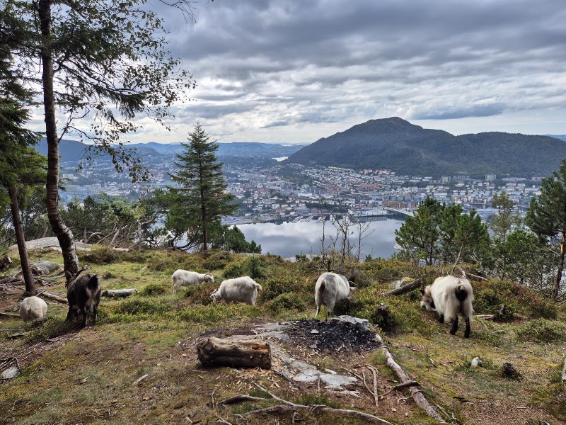 The Fløyen Goats - Petting Zoo - The Fløyen Goats - Petting Zoo, Fløyfjellet 2, 5014 Bergen, Norway