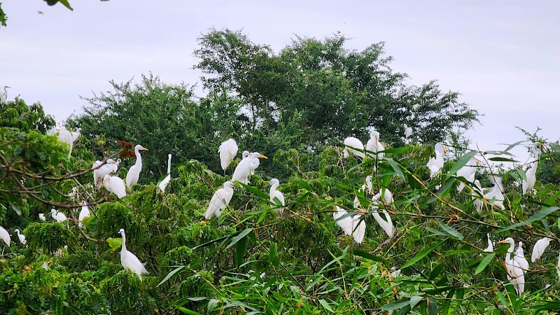 Bang Lang Stork Sanctuary - Bang Lang Stork Sanctuary, 7GJ4+J66, Thot Not, Can Tho, Vietnam