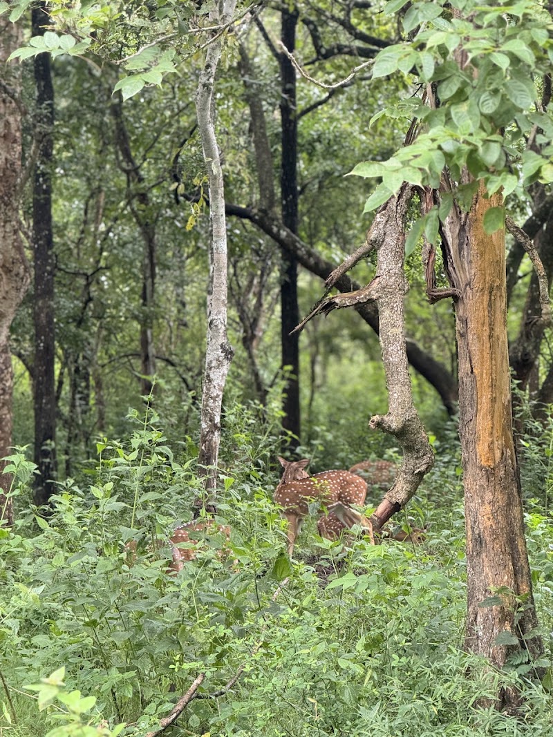 Muthanga Forest - Muthanga Forest M999+JRJ, Wayanad, Muthanga, Kerala 673592, India