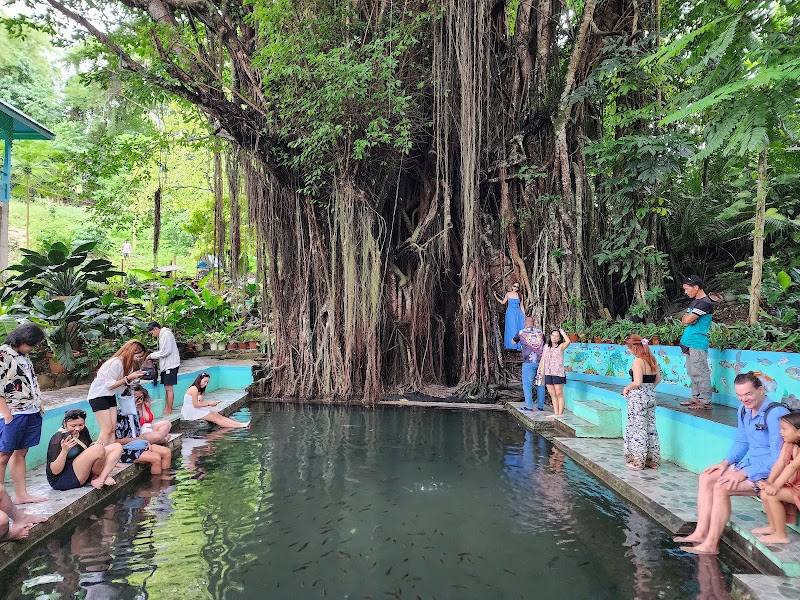 Old Enchanted Balete Tree - Old Enchanted Balete Tree, Siquijor Circumferential Rd, Lazi, Siquijor, Philippines