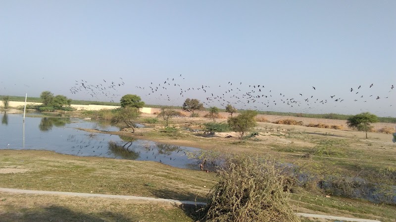 GUDA BISHNOI VILLAGE SAFARI - GUDA BISHNOI VILLAGE SAFARI, near guda bishnoi lake, Village Guda, Bishnoi, Rajasthan 342802, India
