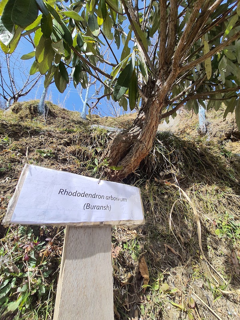 Cloverfield Apple/Cherry Orchard - Cloverfield Apple/Cherry Orchard, 7F7H+W5R, Kotgarh, Himachal Pradesh 171213, India