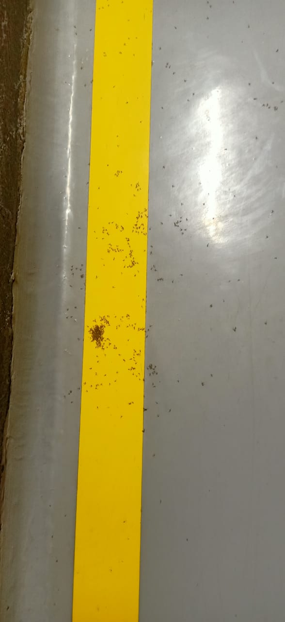 Standard Pest Control Bangalore - Standard Pest Control Bangalore, 7, 1st floor, SriRanganatha Swamy Nilaya Nagappa street, 2nd Main Rd, DN Ramaiah Layout, Palace Guttahalli, Bengaluru, Karnataka 560003, India