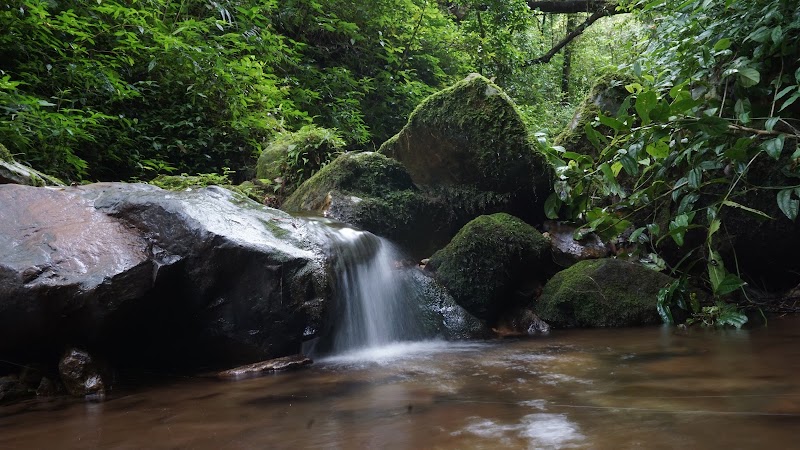 Malki Forest - Malki Forest HV5P+PJH, Unnamed Road, Malki, Shillong, Meghalaya 793003, India