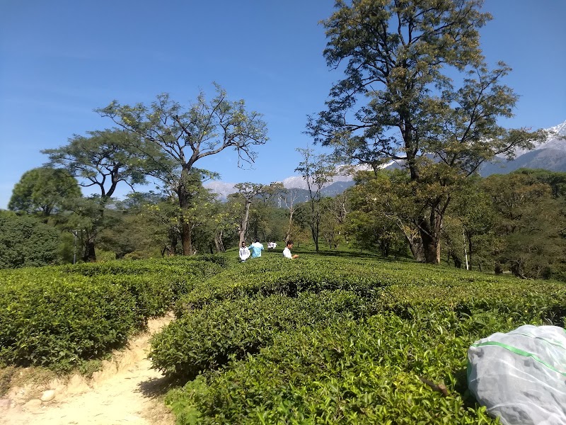 Maan Tea Factory - Maan Tea Factory, 6855+CMX, MDR44, Dharamshala, Himachal Pradesh 176217, India
