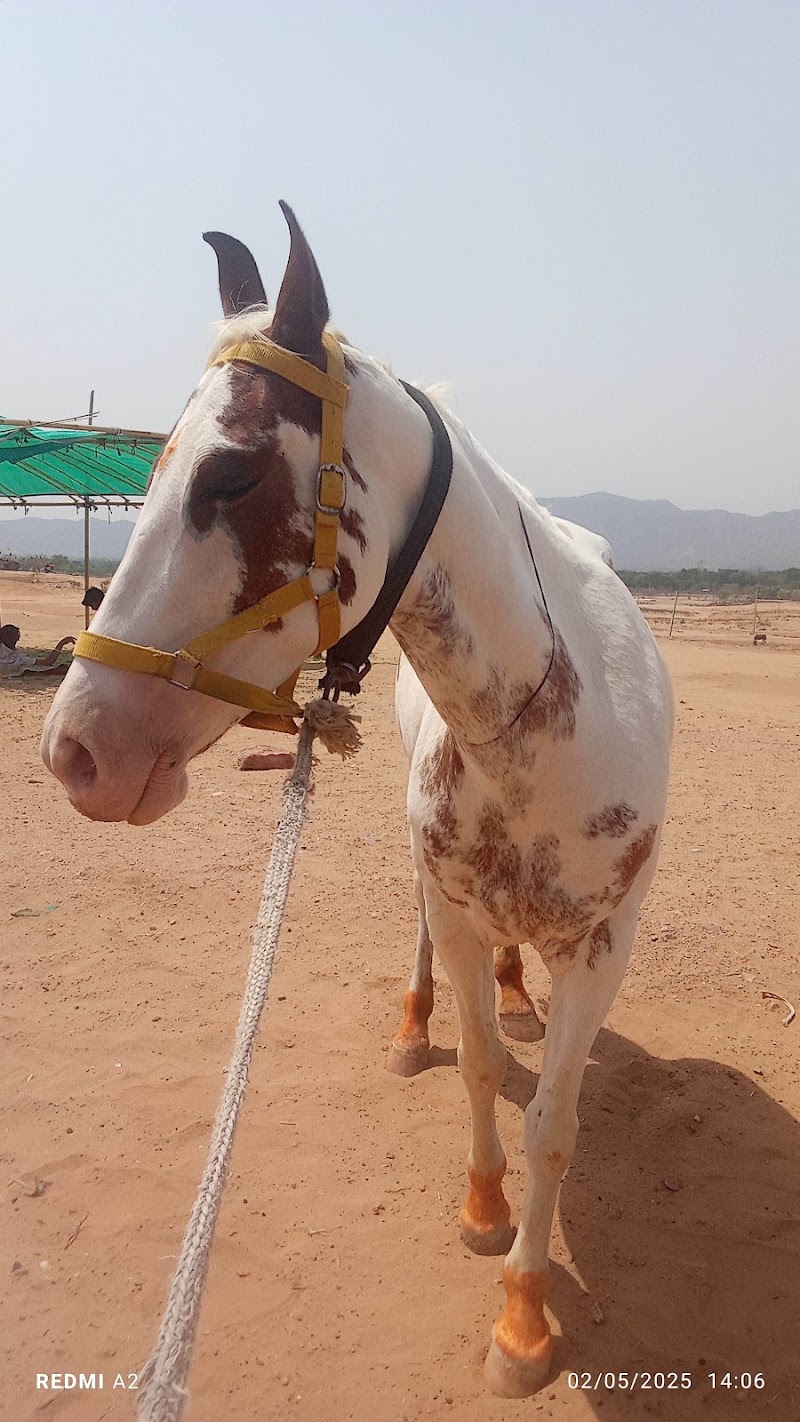 Pushkar Adventure Camp & Desert Camel Safari - Pushkar Adventure Camp & Desert Camel Safari, Office Address - Plot No. 20,Vinayak-C,Near Petrol Pump ,Pushkar 305022 +91 9828178063, Pushkar, Rajasthan 305022, India