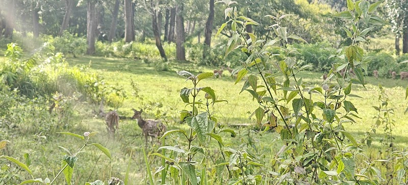 JLR Nagarahole Safari Camp - JLR Nagarahole Safari Camp, 56M5+3V8, Nagarhole Rd, Veeranahosahalli, Karnataka 571106, India