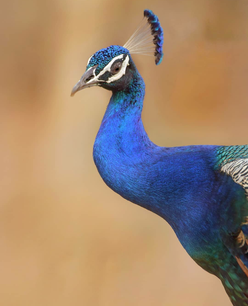 Pench National Park Turia Gate - Pench National Park, Turia Gate, Kohka, Madhya Pradesh 480881, India