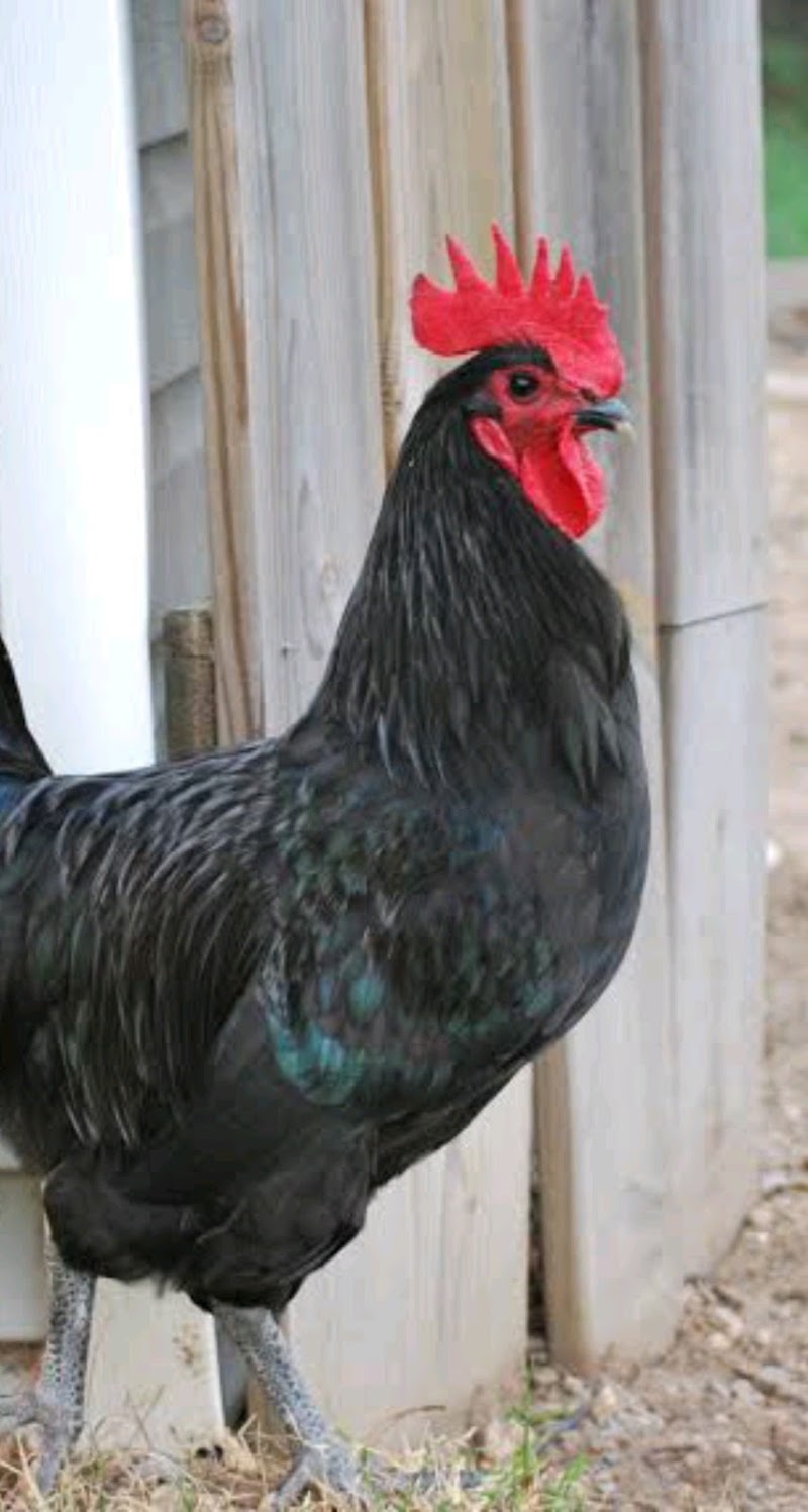 Mixed POULTRY FARM - Mixed POULTRY FARM, Ramnagar Ward no7, Shri Ram Colony, Motipur, Rajnandgaon, Chhattisgarh 491441, India