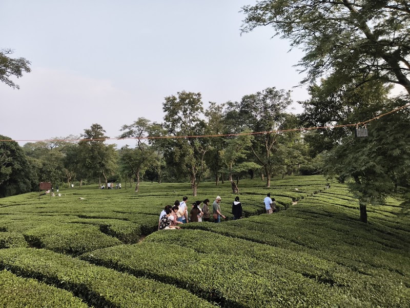 Tea Gardens Dharamshala Narghota - Tea Gardens Dharamshala Narghota, Narghota Road, Chilgari, Dharamshala, Himachal Pradesh 176215, India
