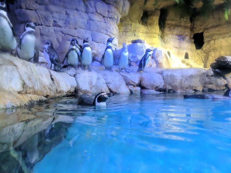 Dubai Aquarium & Underwater Zoo - Dubai Aquarium & Underwater Zoo Dubai - Burj Khalifa - Downtown Dubai - Dubai - United Arab Emirates