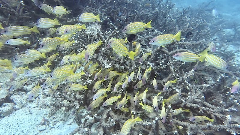 The Dive Ao Nang - The Dive Ao Nang 372, 3, Tambon Ao Nang, Muang, Chang Wat Krabi 81180, Thailand