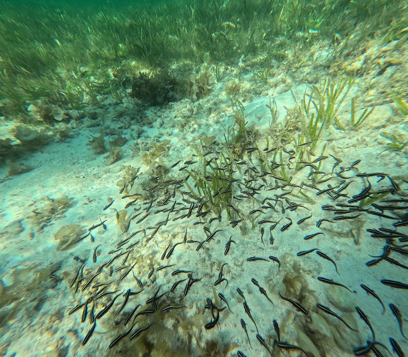 Tubod Marine Sanctuary - Tubod Marine Sanctuary, Philippines