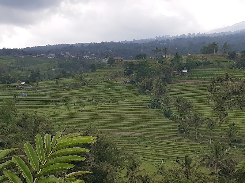 Campuhan Ridge Walk - Campuhan Ridge Walk Jl. Raya Ubud, Kelusa, Kec. Payangan, Kabupaten Gianyar, Bali, Indonesia