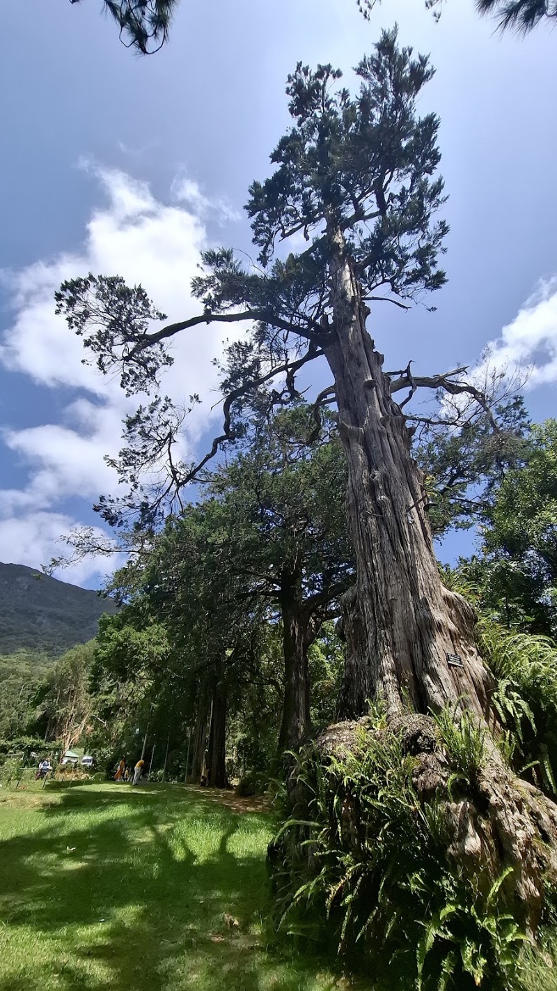 Hakgala Botanical Garden - Hakgala Botanical Garden, WRGC+JJJ, Peradeniya-Badulla-Chenkaladi Hwy, Hakgala, Sri Lanka