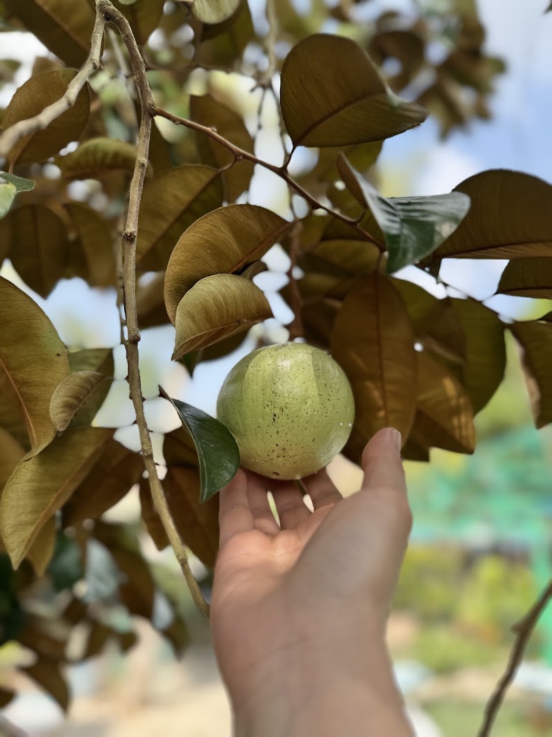 Khu Du Lịch Lung Tràm - Khu Du Lịch Lung Tràm, Nhon Ai, Can Tho, Vietnam