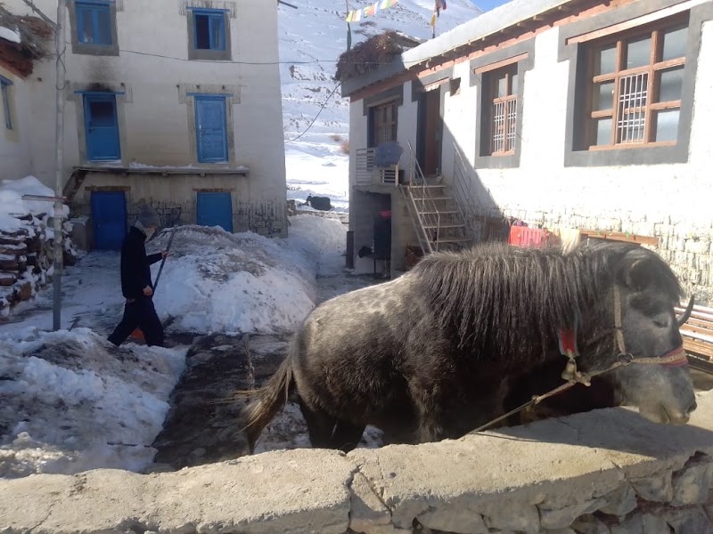 Dharma Homestay - Dharma Homestay, Phuntsok Dorjey C/O Dharma Homestay Sagnam, Pin Valley 172117 Tehsil-Kaza, Sangnam, Himachal Pradesh 172117, India