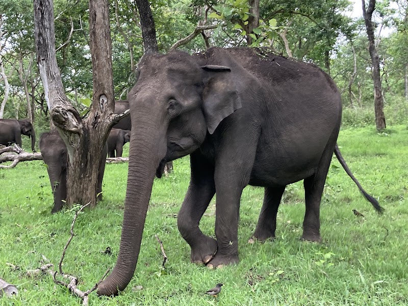 Mudhumalai Forest Safari Bus Terminal