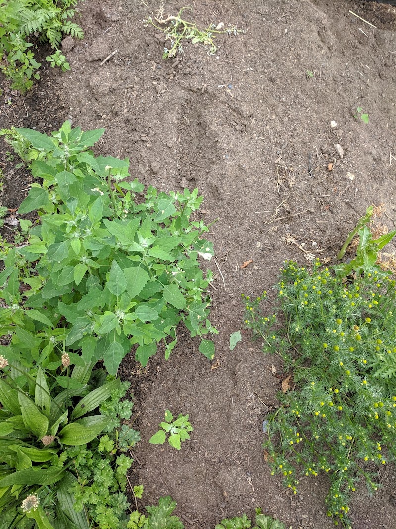 Green Earth Technology, LLC - Green Earth Technology, LLC, 774 Meadowlark Dr, Lynden, WA 98264, USA