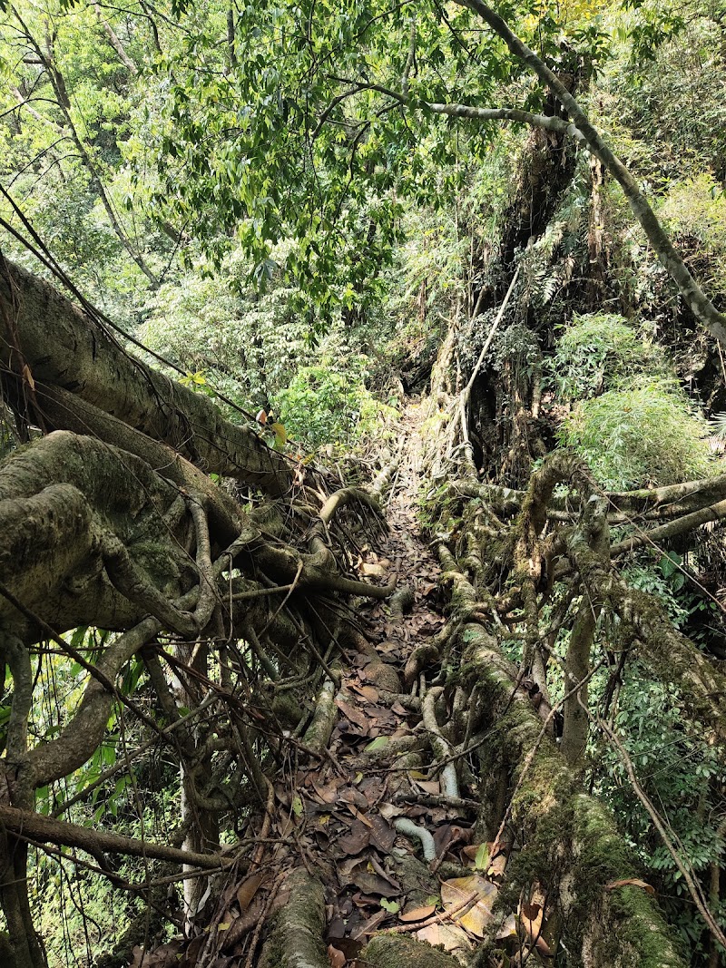 Mawkyrnot, Longest living root bridge parking