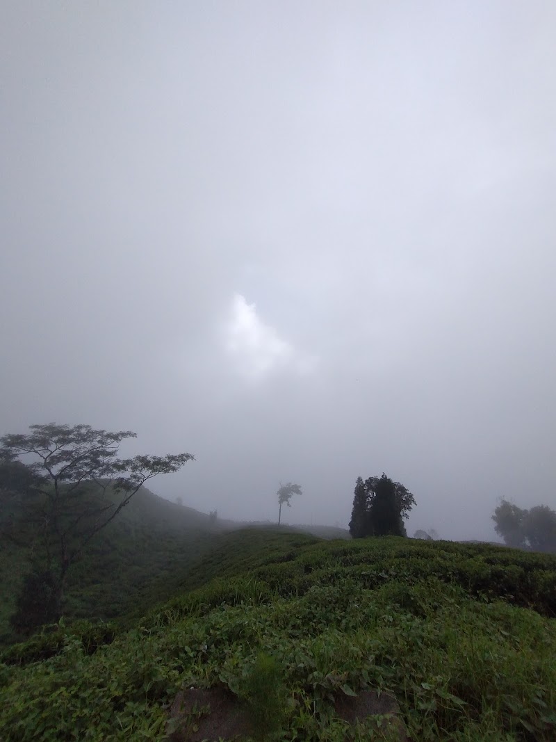 Pine forest - Pine forest W87X+V4, Mahal Diram Tea Garden, West Bengal 734008, India