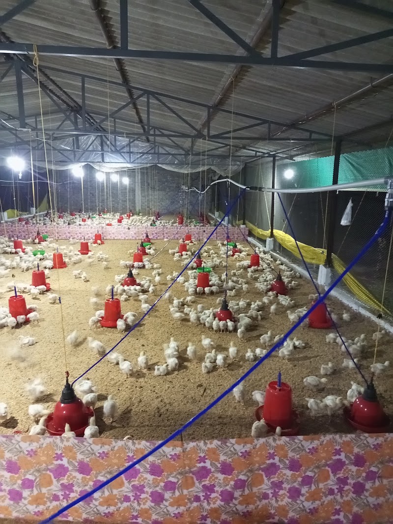Hussain poultry farm - Hussain poultry farm, Anjora dha, Nagpura, Anjora, Chhattisgarh 491001, India
