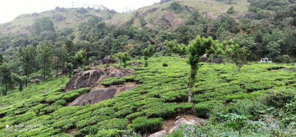 Tea Dale - Tea Dale Pothamedu, Munnar, Kerala 685612, India