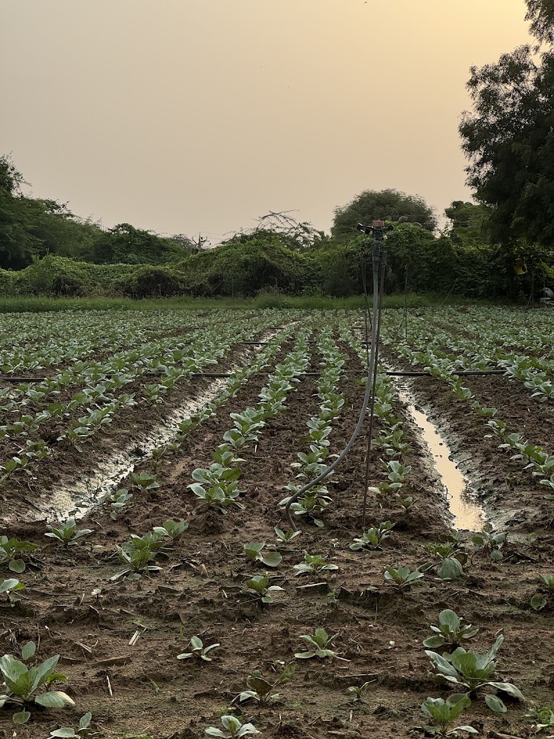 Amit strawberry plants - Amit strawberry plants Village, Plau p/o, Kathli Bharan, Rajgarh, Himachal Pradesh 173101, India