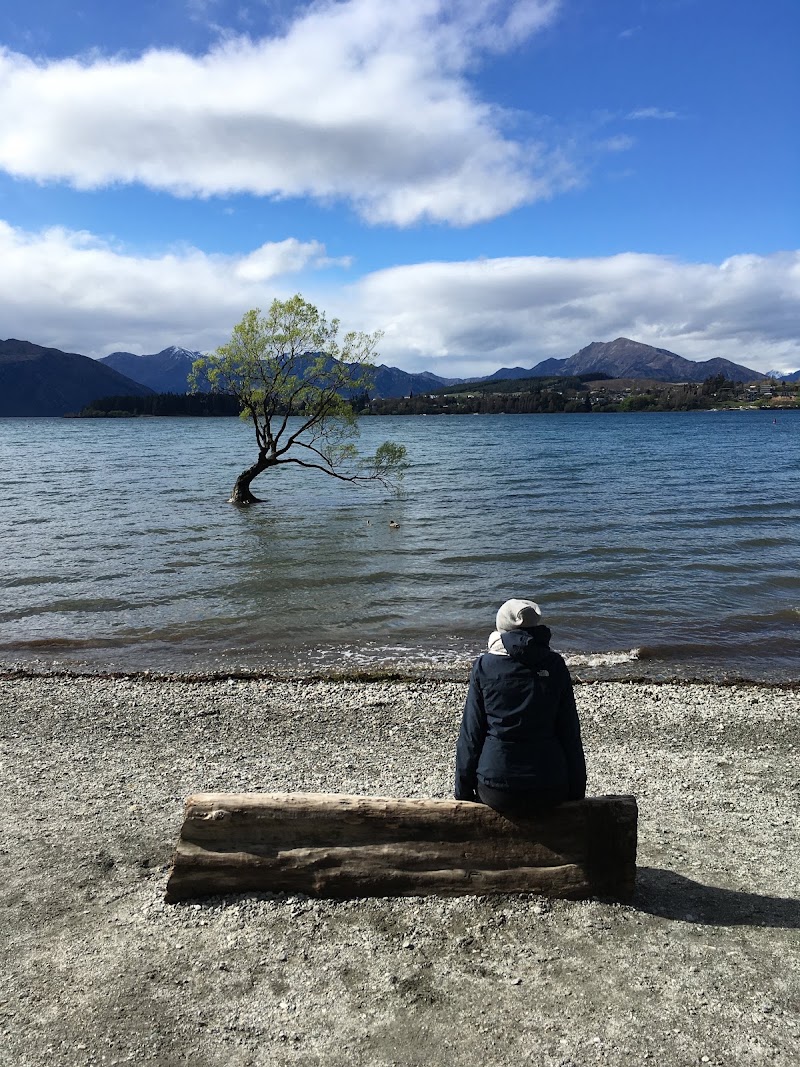 That Wanaka tree - That Wanaka tree Roys Bay 59 Wanaka Mount Aspiring Road, Wānaka 9305, New Zealand