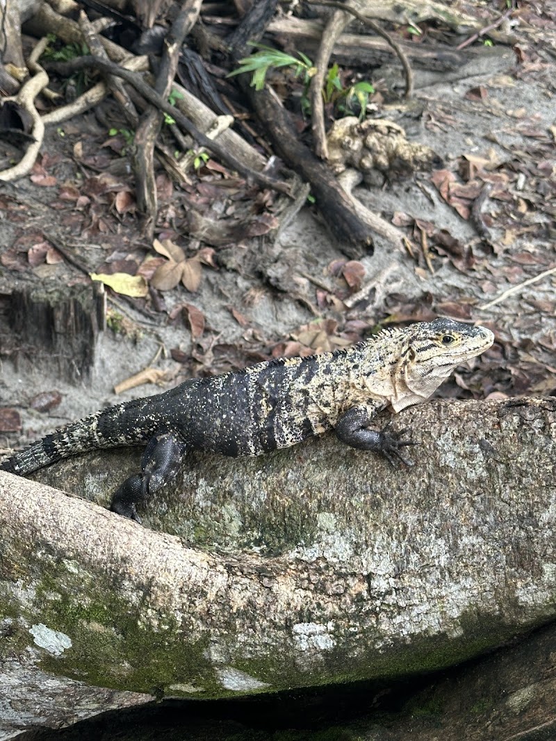 Manuel Antonio National Park | Hola Nature | Guided Wildlife and Beach Tours - Manuel Antonio National Park | Hola Nature | Guided Wildlife and Beach Tours, Next to Manuel Antonio National Park, Provincia de Puntarenas, Manuel Antonio, 60601, Costa Rica