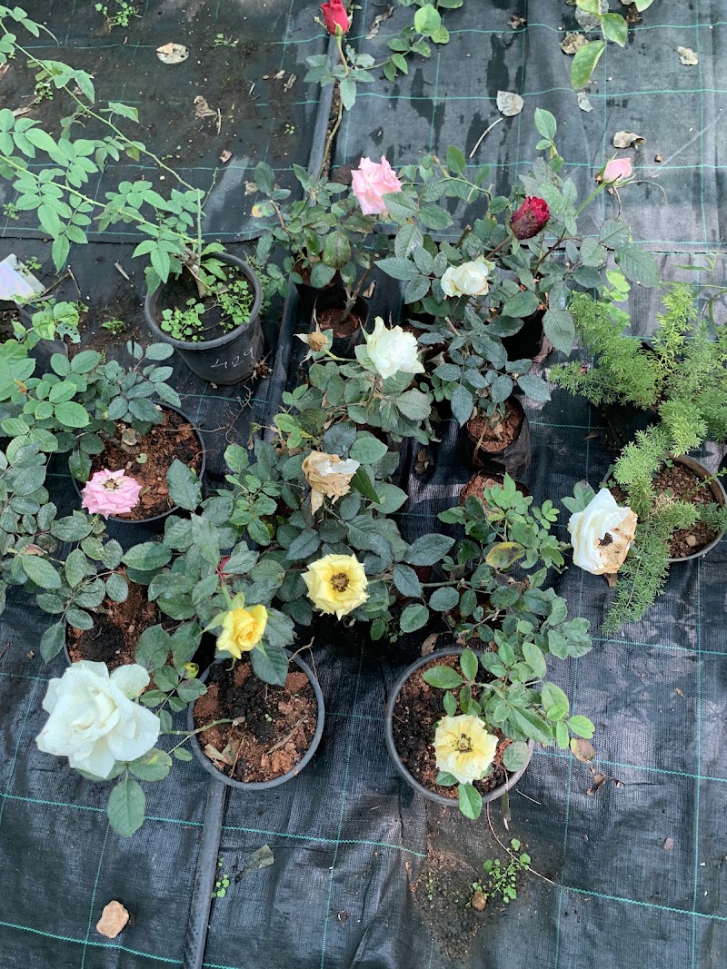 Roys Nursery Farm : Plant nursery In Mysuru. - Roys Nursery Farm : Plant nursery In Mysuru., 191, Naguvanahalli, Road, Old, Hale Kesare, Mysuru, Karnataka 570019, India