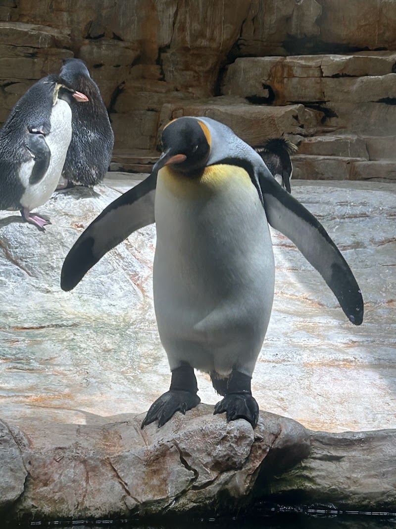 Schönbrunn Zoo - Schönbrunn Zoo, Maxingstraße 13b, 1130 Wien, Austria
